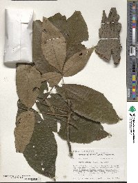 Carya ovata image