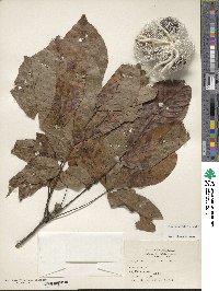 Carya ovata image