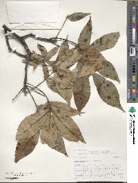 Carya ovata image