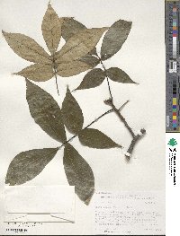 Carya ovata image