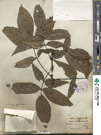 Carya ovata image