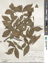 Carya ovata image