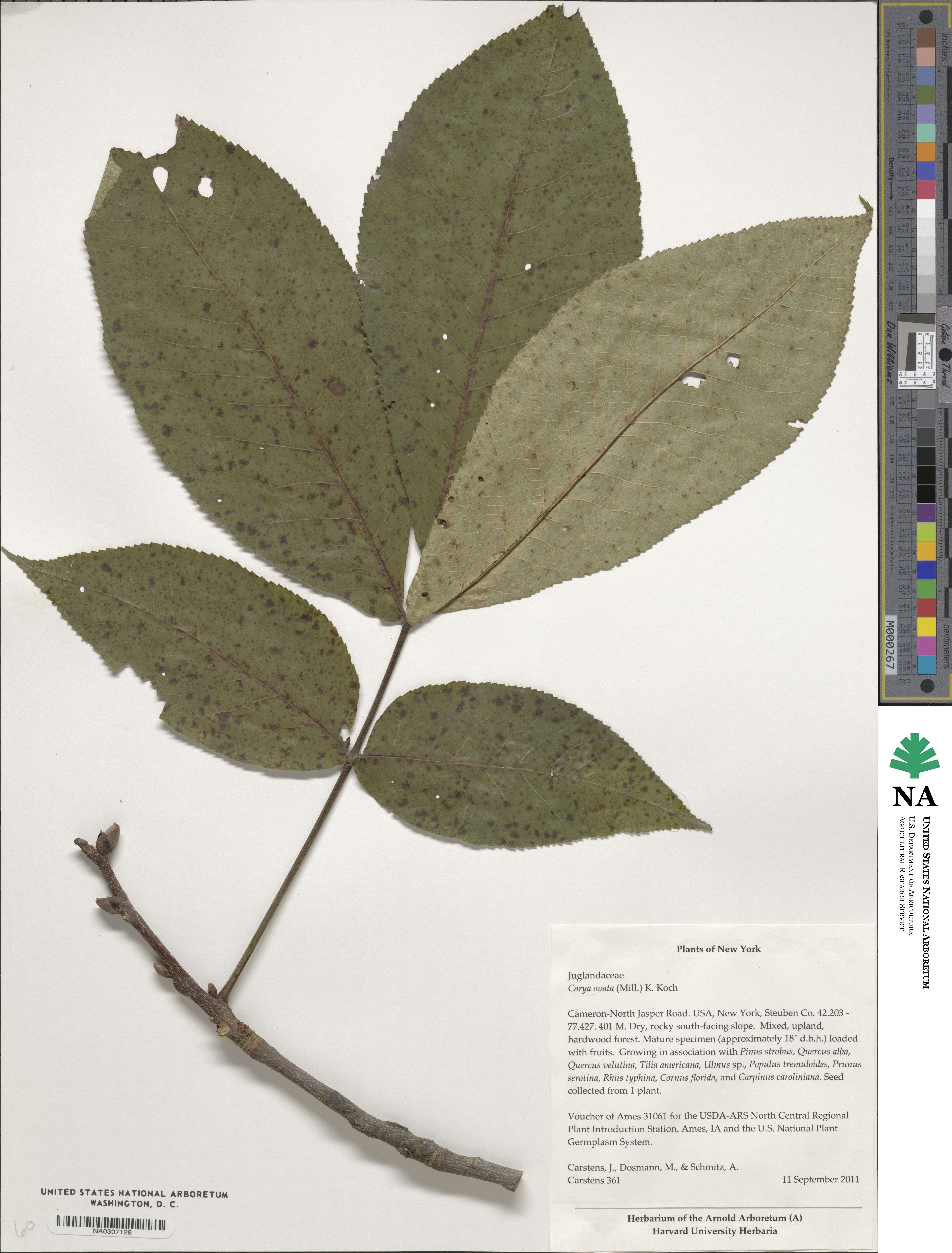 Carya ovata image