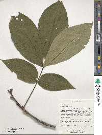 Carya ovata image