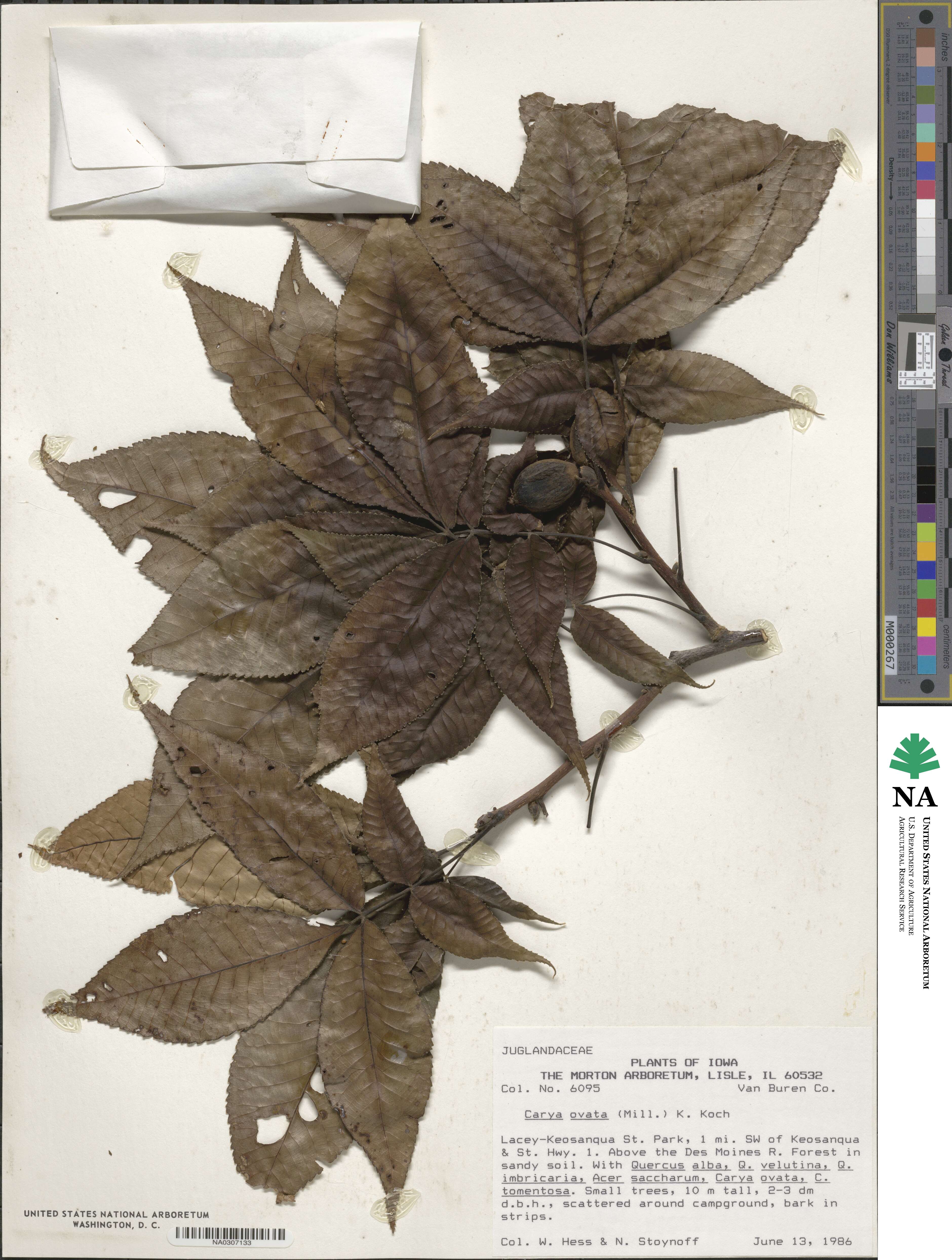 Carya ovata image