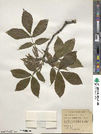 Carya ovata image