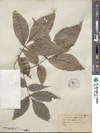 Carya ovata image