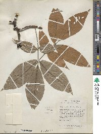 Carya ovata image