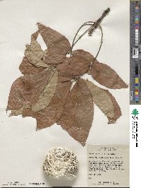 Carya ovata image