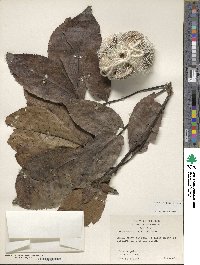 Carya ovata image