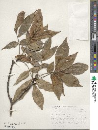 Carya ovata image