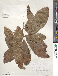 Carya ovata image