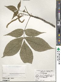 Carya ovata image