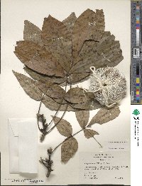 Carya ovata image