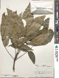 Carya ovata image