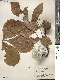 Carya ovata image