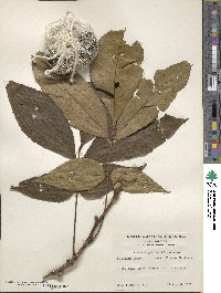 Carya ovata image