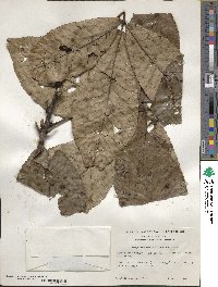 Carya ovata image