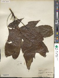 Carya ovata image