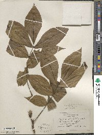 Carya ovata image