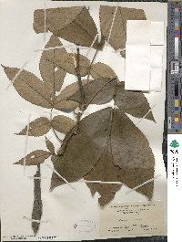 Carya ovata image