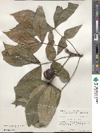 Carya ovata image