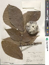 Carya ovata image