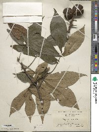 Carya ovata image