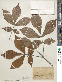 Carya ovata image