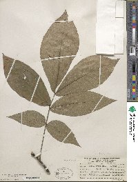 Carya ovata image