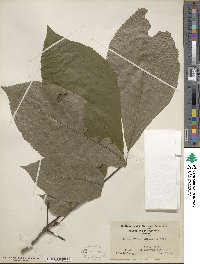 Carya ovata image