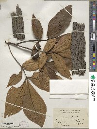 Carya ovata image