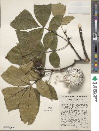 Carya ovata image