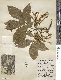 Carya ovata image