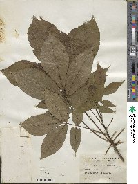 Carya ovata image