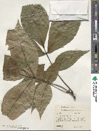 Carya ovata image