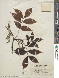 Carya ovata image