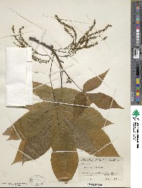 Carya ovata image