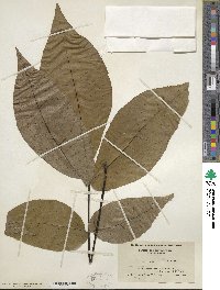 Carya ovata image