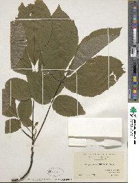 Carya ovata image