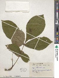 Carya ovata image