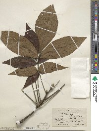 Carya ovata image