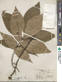 Carya ovata image