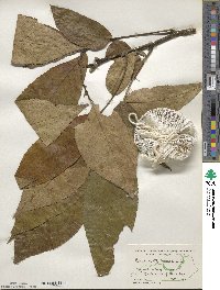 Carya ovata image