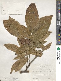 Carya ovata image