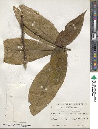 Carya ovata image