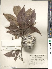 Carya ovata image