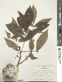 Carya ovata image