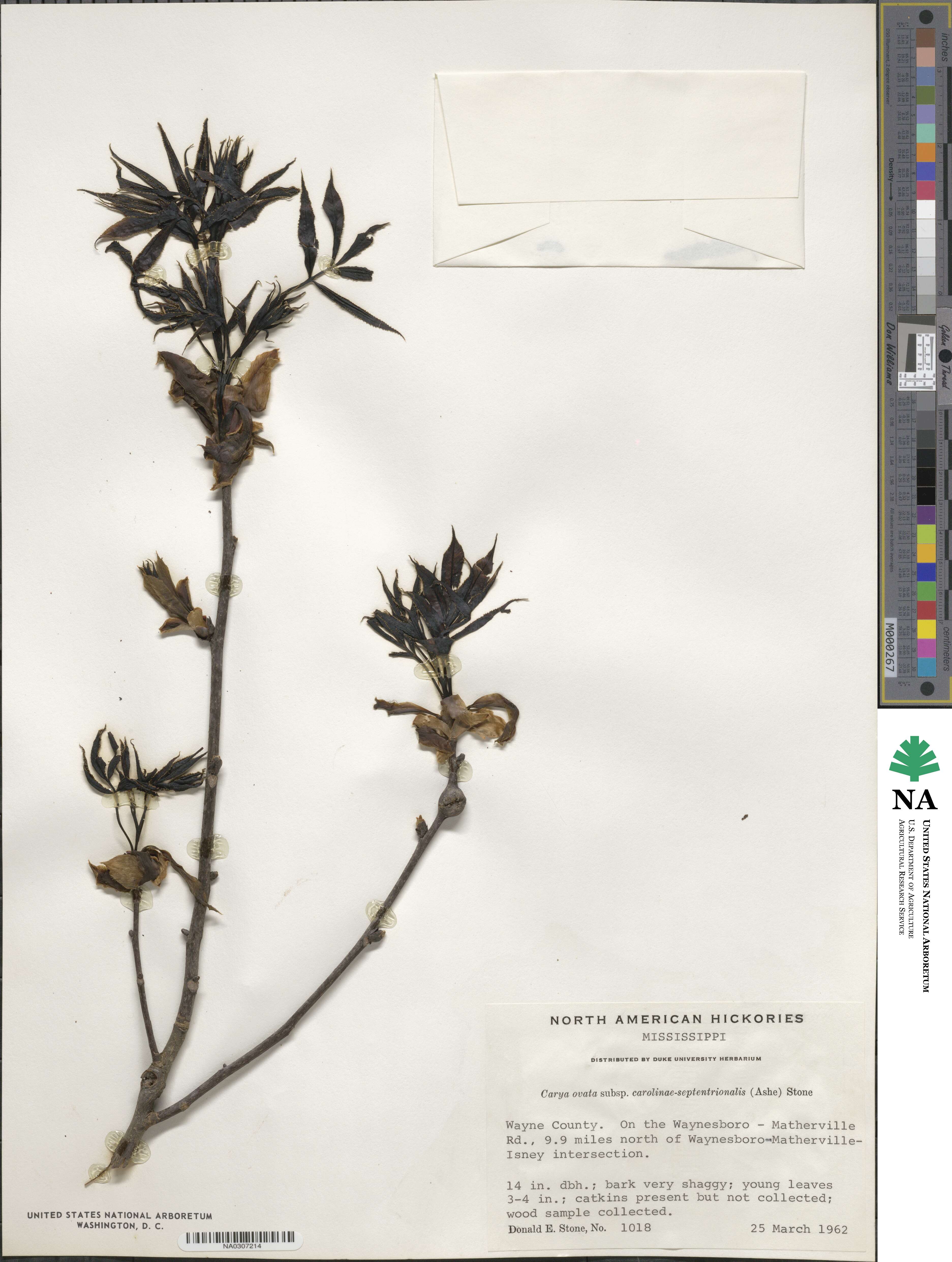 Carya ovata var. carolinae-septentrionalis image