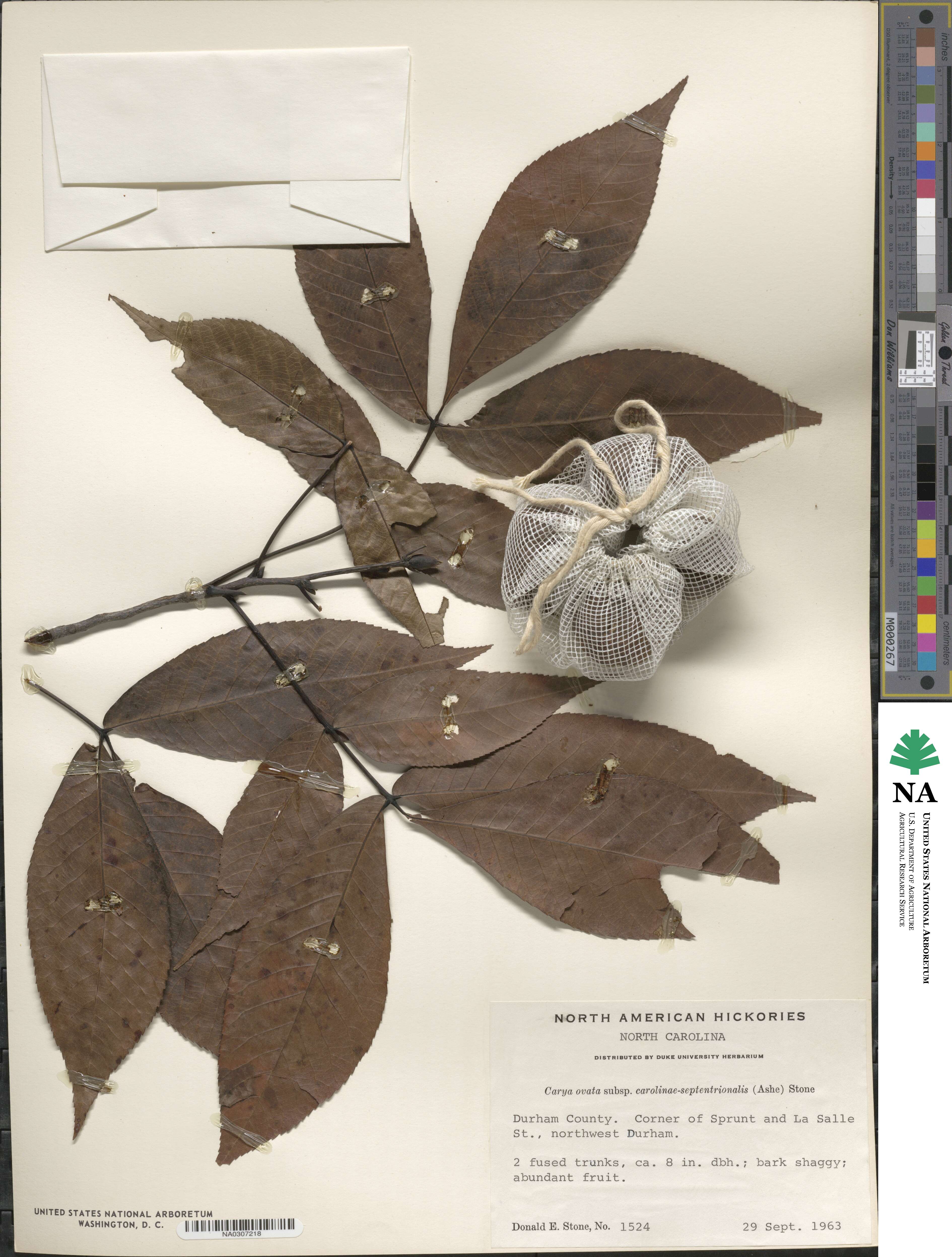 Carya ovata var. carolinae-septentrionalis image